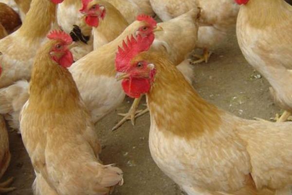 超市三黃雞為什么便宜?是公雞還是母雞?