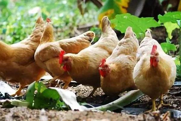 超市三黃雞為什么便宜?是公雞還是母雞?