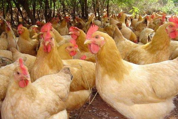 超市三黃雞為什么便宜?是公雞還是母雞?