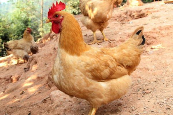 超市三黃雞為什么便宜?是公雞還是母雞?