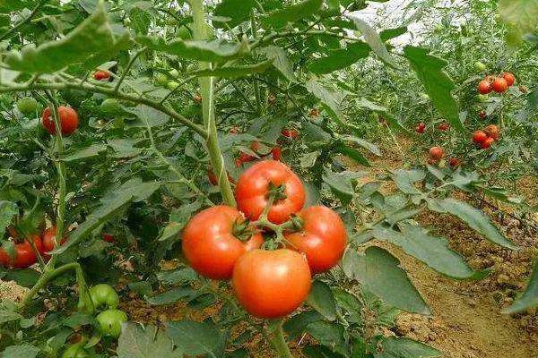 畝收入三萬的種植品種