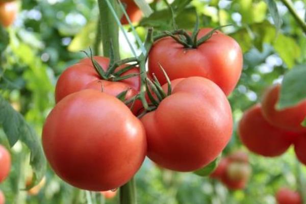 畝收入三萬的種植品種