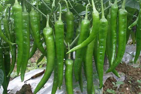 畝收入三萬的種植品種