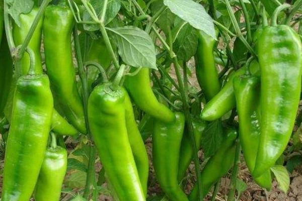 畝收入三萬的種植品種