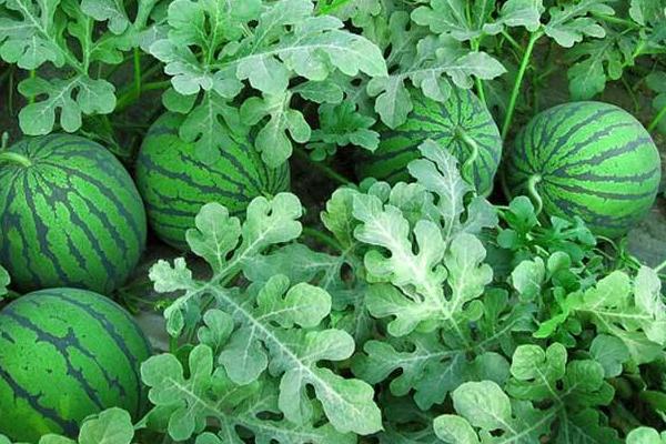 畝收入三萬的種植品種