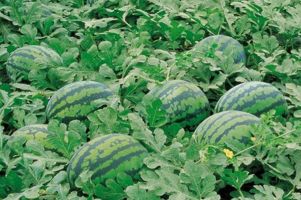 畝收入三萬的種植品種