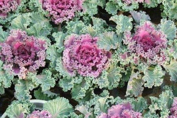 畝收入三萬的種植品種