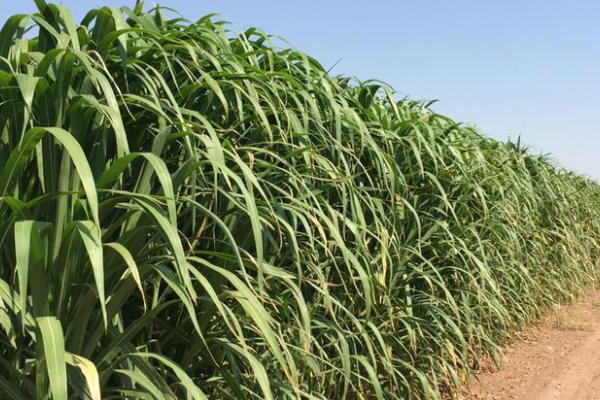 巨菌草每畝年收入多少?什么季節(jié)種?適合北方嗎?