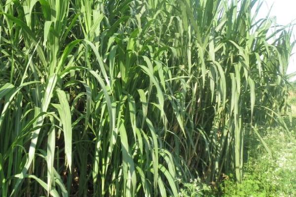 巨菌草每畝年收入多少?什么季節(jié)種?適合北方嗎?