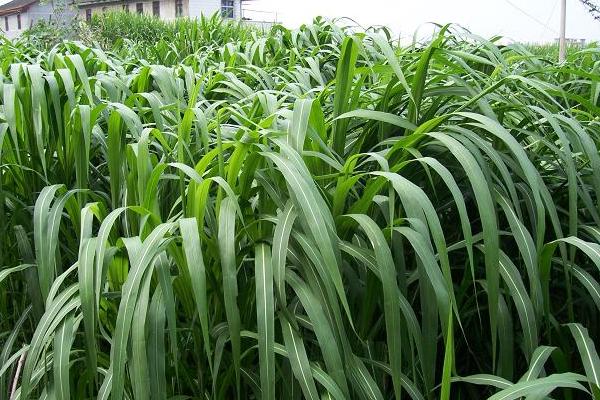 巨菌草每畝年收入多少?什么季節(jié)種?適合北方嗎?