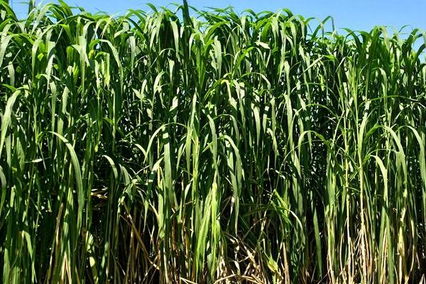 巨菌草每畝年收入多少?什么季節(jié)種?適合北方嗎?