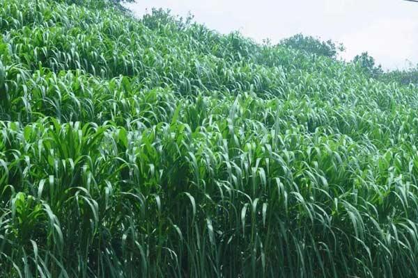 巨菌草每畝年收入多少?什么季節(jié)種?適合北方嗎?