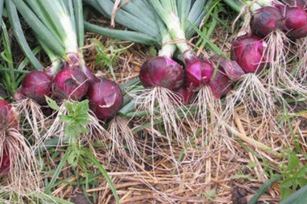 洋蔥長出的苗能吃嗎?怎么做好吃