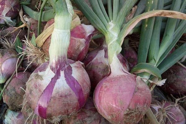 洋蔥長出的苗能吃嗎?怎么做好吃
