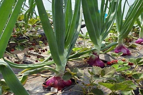 洋蔥長出的苗能吃嗎?怎么做好吃