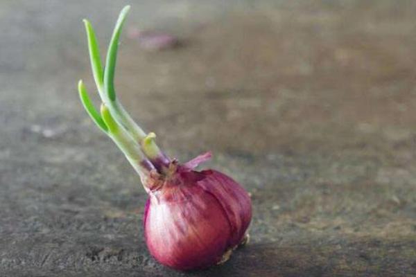 洋蔥長出的苗能吃嗎?怎么做好吃