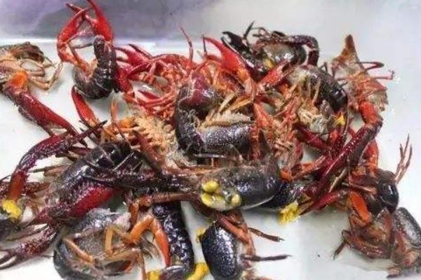 龍蝦怎么去頭和蝦線，龍蝦頭里面的黃是什么