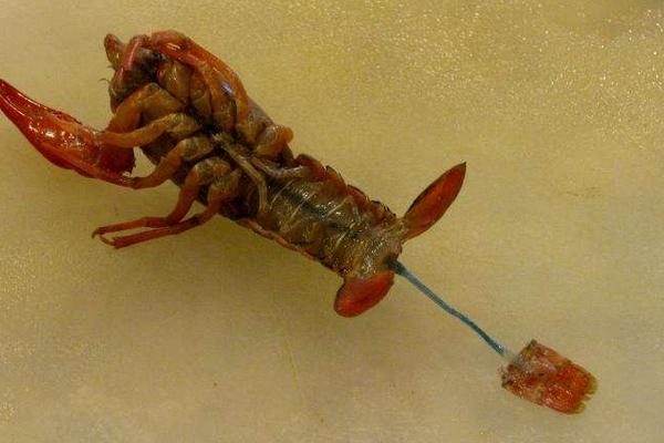 龍蝦怎么去頭和蝦線，龍蝦頭里面的黃是什么