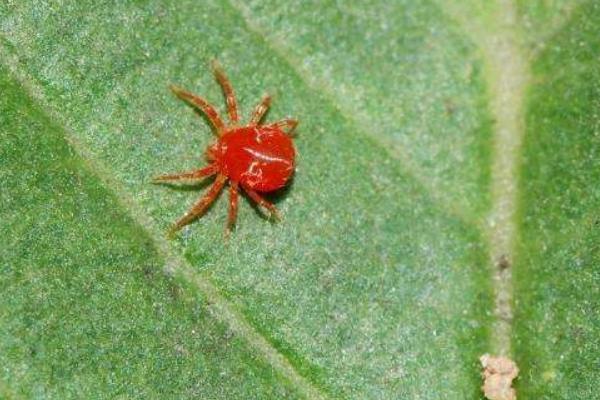 紅蜘蛛怎么防治？用什么藥最有效