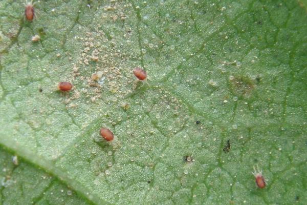 紅蜘蛛怎么防治？用什么藥最有效