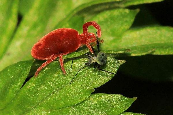 紅蜘蛛怎么防治？用什么藥最有效