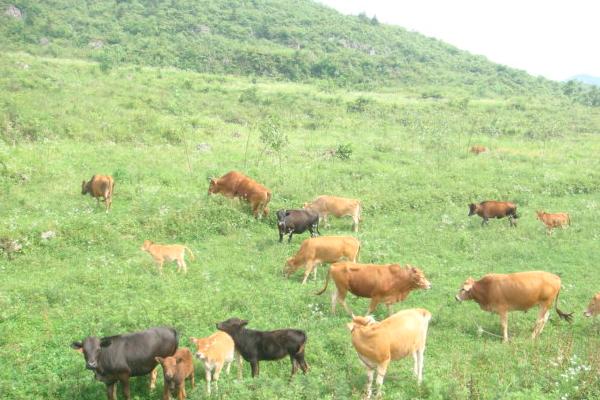 種草養牛的方式方法以及效益，可行性怎么樣
