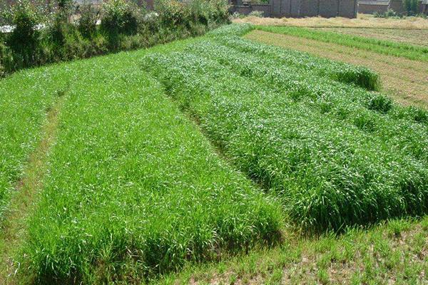 種草養牛的方式方法以及效益，可行性怎么樣