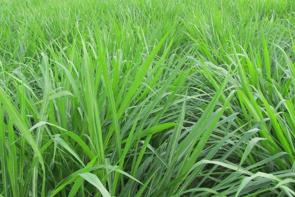 種草養牛的方式方法以及效益，可行性怎么樣