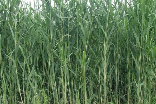 種草養牛的方式方法以及效益，可行性怎么樣