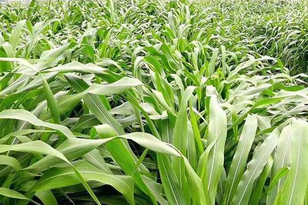 種草養牛的方式方法以及效益，可行性怎么樣