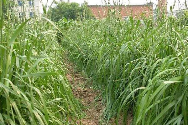 種草養牛的方式方法以及效益，可行性怎么樣