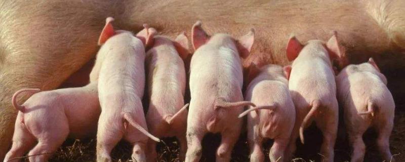 母豬產仔怎樣接生？怎樣配藥治療？