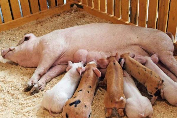 母豬產仔怎樣接生?怎樣配藥治療?