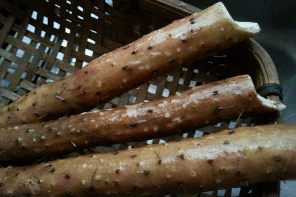 淮山種植技術(shù)與管理，附施肥方法