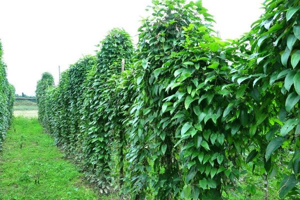 淮山種植技術(shù)與管理，附施肥方法