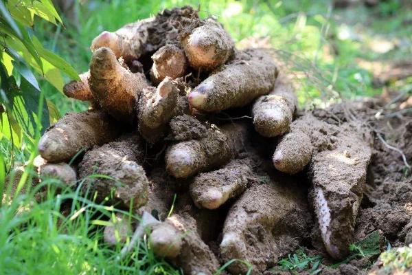 淮山種植技術(shù)與管理，附施肥方法