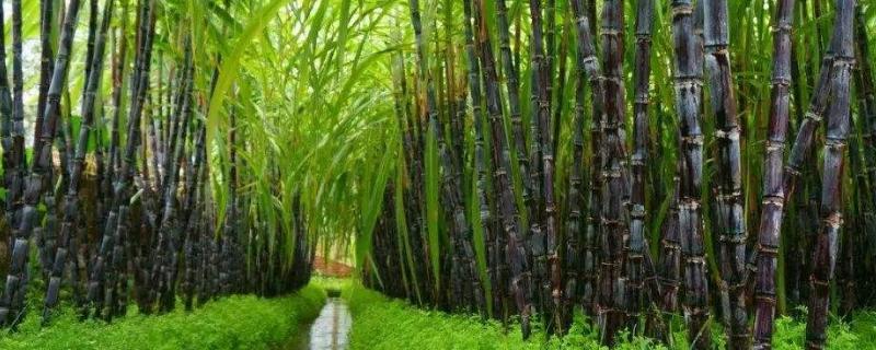 甘蔗種植技術(shù)和管理，附施肥方法