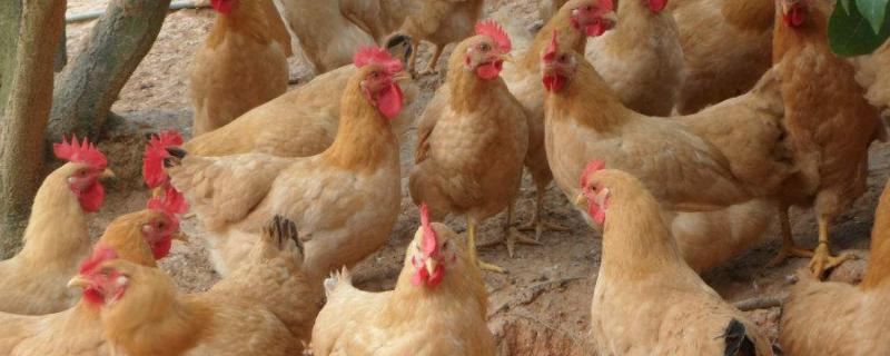 超市三黃雞為什么便宜？是公雞還是母雞？