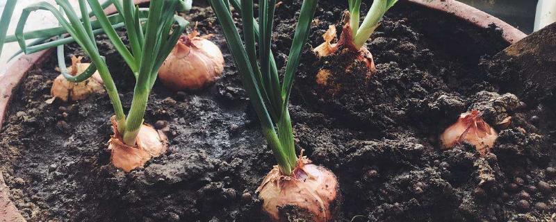 洋蔥長出的苗能吃嗎？怎么做好吃