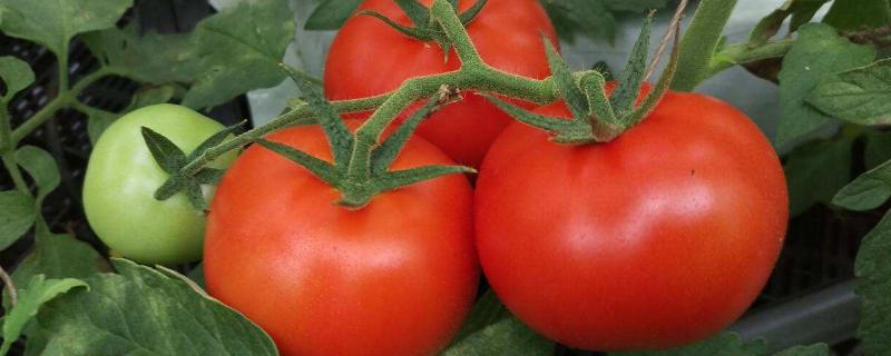 畝收入三萬的種植品種