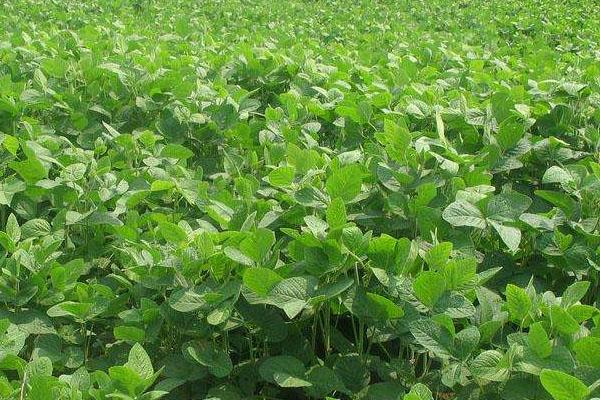 大豆專用肥配方，用來種玉米行不行