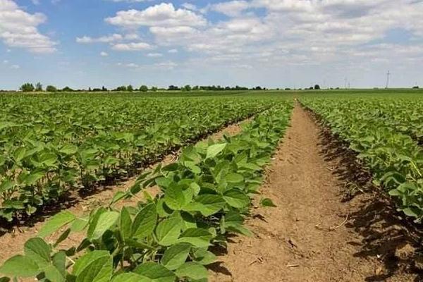 大豆專用肥配方，用來種玉米行不行