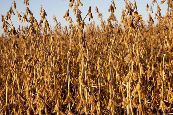 大豆專用肥配方，用來種玉米行不行