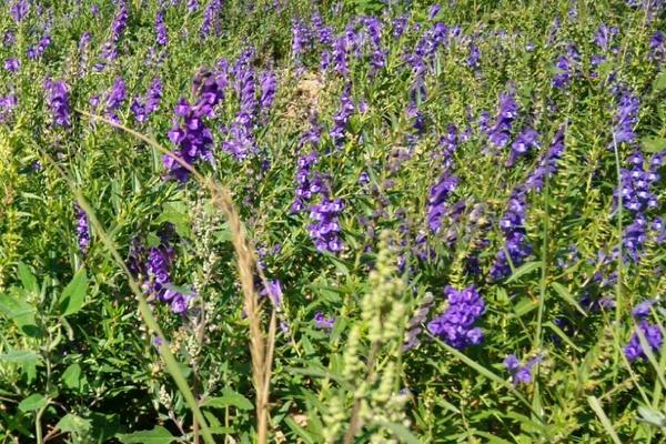 黃芩種植技術及畝收益，附前景分析