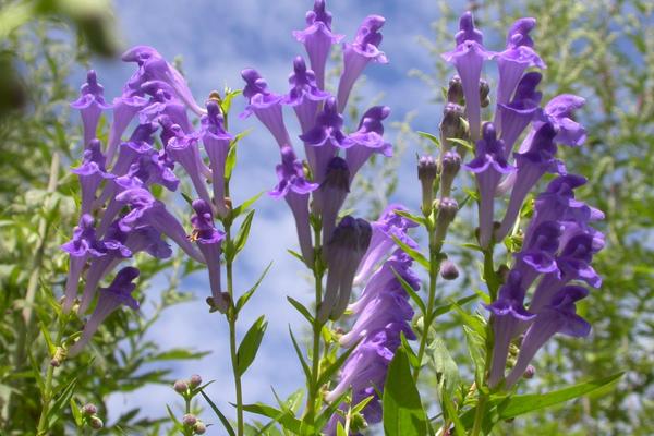 黃芩種植技術及畝收益，附前景分析