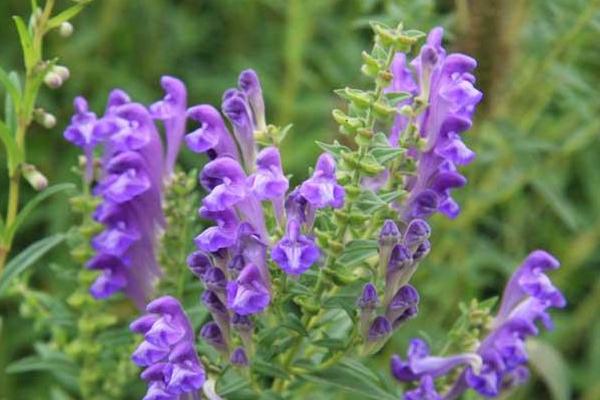 黃芩種植技術及畝收益，附前景分析