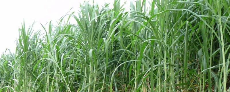 巨菌草每畝年收入多少？什么季節(jié)種？適合北方嗎？