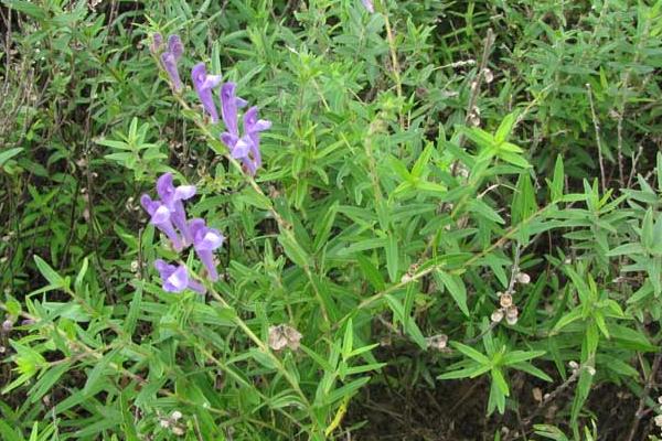 黃芩種植技術及畝收益，附前景分析