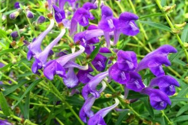 黃芩種植技術及畝收益，附前景分析