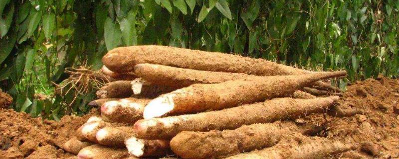 淮山種植技術(shù)與管理，附施肥方法